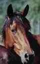 Equitation